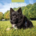 Keeshonds 2026 Square Wall Calendar 16 Months Dogs Puppies Pets Premium Planner