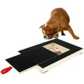 Dog Nail Scratch Board File Built-in Snack Box Sandpaper Puppy Nail Grinding Pad