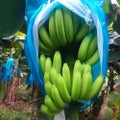 5x Banana Bunch Bag Protection Ripening Cover - Blue Film/Pearl Cotton with Hole