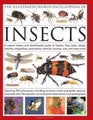 The Illustrated World Encyclopaedia of Insects by Martin Walters - Hardcover