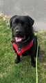 Dog Copenhagen Comfort Walk Pro Harness - Size XL