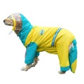 Large Dog Raincoat Hood with Leash Hole, Full Coverage Slicker Dog Rain Coa