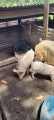 Pigs for sale
