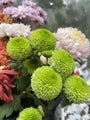 Chrysanthemum Green Pompom
