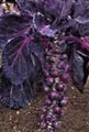 Brussels Sprouts Magenta :Reddish, Healthy veg! Prolific/Nice flavour! 50 seeds