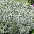Eryngium ‘White Glitter' Great cut flower