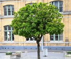 Alectryon excelsus 5L - Pot