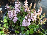 Ajuga reptans 'Pink Elf' 1.5L - Pot