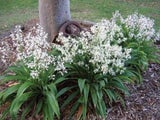 Arthropodium 'Matapouri Bay' 2.5L - Pot