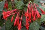 Fuchsia 'Mary' 2.5L - Pot
