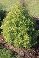 Pittosporum eugeniodies (Lemonwood) 3.5L - Pot