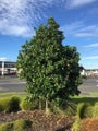 Corynocarpus laevigatus (Karaka) 5L - Pot