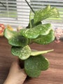 Hoya Kerrii high splash mother plant