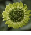 Echinacea Prairie Blaze Green