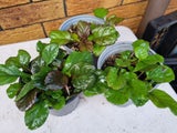 Ajuga Reptens Groundcover Plant x3 for $26