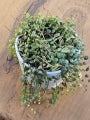 String of Turtles - white pot