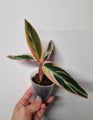 Stromanthe Triostar Prayer Plant, Afterpay Available