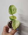 Snow / Marble Queen Pothos, Afterpay Available