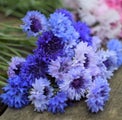 Cornflower Classic Fantastic 100+ seeds