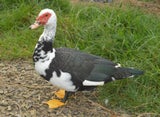 Muscovy drakes