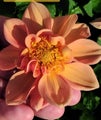 Capri Sunset Dahlia Seeds