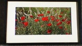 ATTRACTIVE FRAMED PHOTO WILD GARDEN FEATURE POPPIES