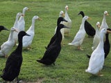 Runner Duck Drakes only