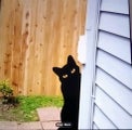 THE CATTAGE-Adorable 2D Flat Side Peeking Metal Cat Add Whimsey To Your Outside