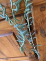 Senecio Radicans - String of Fish Hooks