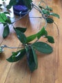 Hoya carnosa splash-large flowering plant