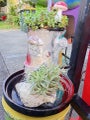 Air Plant (Tillandsia) &amp; Conch Shell Medium