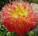 Dahlia Pinelands Pam clump of 3 tubers dinnerplate red gold centres frilled tip