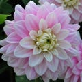 Dahlia Offshore Dream 1 tuber beautifully formed, soft pink blossoms