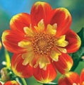Dahlia Pooh Collarette 1 tuber orange ruffled gold collarette
