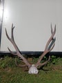 Red stag antlers