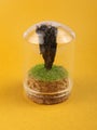 Gemstone &amp; Meral Glass Dome Black Kyanite