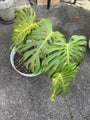 Outdoor monstera with pot
