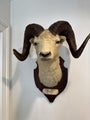 Dall Sheep Ram