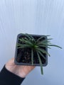 Dwarf Mondo Grass (Ophiopogon japonicus 'Nana')