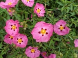 Cistus 'Brilliancy' 2.5L - Pot