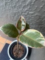 Variegated Rubber Plant + Stylish Planter