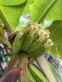 Dwarf cavendish banana under 2 metres