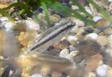 Young Unsexed Kribensis