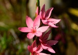 Schizostylis coccinea' Pink Kaffir Lily'