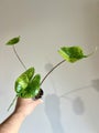 Alocasia Stingray Variegated Rare Indoor Plant