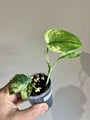 Scindapsus Silver Cloud Variegated Rare Indoor Plant