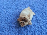 Lazy pig