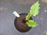 Lot #6 - Rhubarb Plant - "Moulin Rouge" Variety