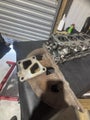 Evo 4-9 / Airtrek Parts