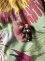 Littlest pet shop squirrel